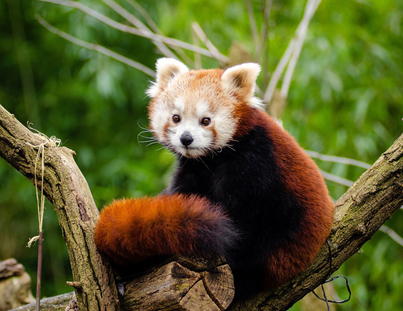 Asia The Red Panda, or “firefox,” or “lesser panda